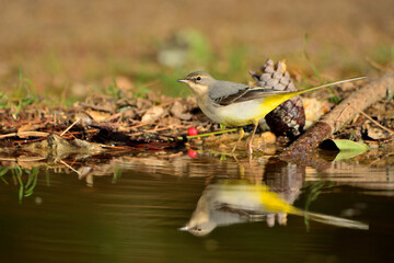 Lavandera cascadeña (Motacilla cinerea)