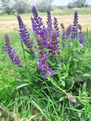 lavender flowers in the garden