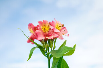 Alstroemeria pink with yellow and green leaves with blue sky