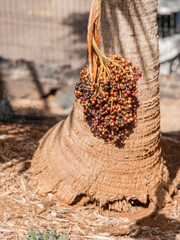 Unusual plants at Santa Cruz Palmetum botanical gardens, Santa Cruz, Teneriffe, Spain