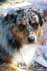 Chien Berger Australien