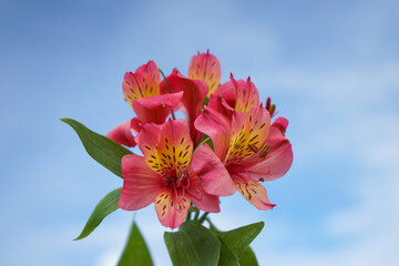 Alstroemeria pink with yellow and green leaves with blue sky