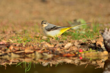 Lavandera cascadeña (Motacilla cinerea)