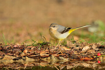 Lavandera cascadeña posada en el suelo (Motacilla cinerea) Ojén Málaga España 