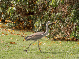 Heron at Santa Cruz botanical gardens, Santa Cruz, Teneriffe, Spain