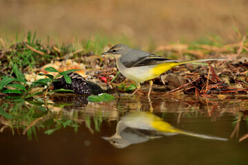 Lavandera cascadeña en el estanque del parque (Motacilla cinerea)