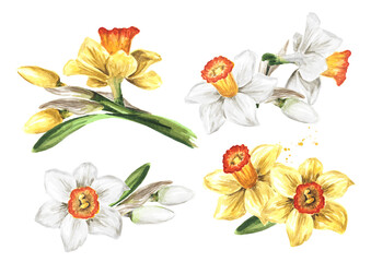 Spring Narcissus flowers set , Hand drawn watercolor illustration, isolated on white background