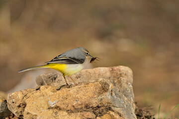 Lavandera cascadeña posada en una piedra con un insecto (Motacilla cinerea) Ojén Málaga España 