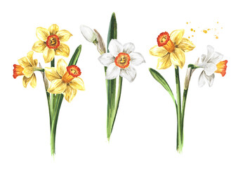 Spring Narcissus flowers set. Hand drawn watercolor illustration, isolated on white background