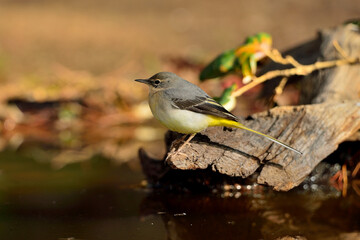 Lavandera cascadeña posada ne un tronco (Motacilla cinerea)
