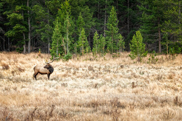 Large bull elk (Cervus canadensis) on a meadow in the Rocky Mountains