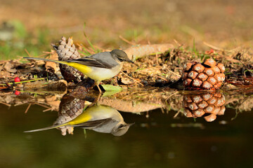 Lavandera cascadeña (Motacilla cinerea)