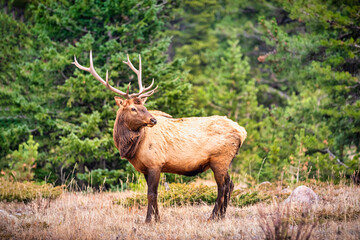Naklejka na ściany i meble Portrait of a large bull elk (Cervus canadensis) in the Rocky Mountains