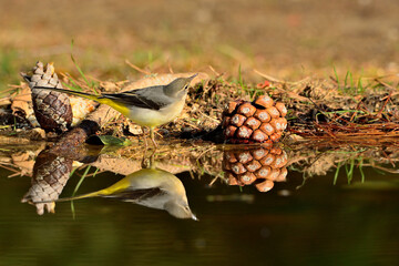 Lavandera cascadeña reflejada en el agua del estanque (Motacilla cinerea) Ojén Málaga España 