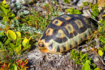 Angulate Tortoise, Chersina angulata, Walker Bay Nature Reserve, Gansbaai, Western Cape, South Africa, Africa