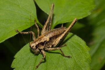 Grasshopper Dark bush-cricket Pholidoptera griseoaptera