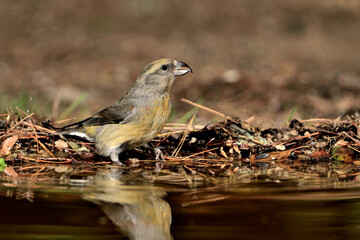 Piquituerto común (Loxia curvirostra)