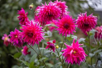 Large red flower buds in the garden.