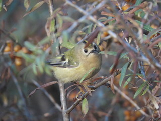 Goldcrest (Regulus regulus) standing/posing in a bush full of sea buckthorn