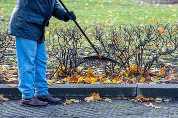 man cleaning up fallen leaves with rake on sunny day, autumn work