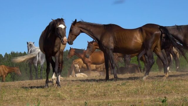Herd of gorgeous akhal-teke horses in a field, slow-motion