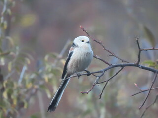 Long-tailed tit standing outside of a bush full of sea buckthorn, berries and other plants.
