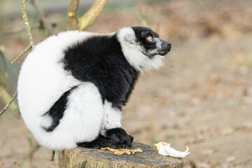 Fototapeta premium Black And White Ruffed Lemur From Madagascar