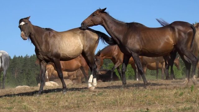 Beautiful purebred horses walking together in a slow-motion