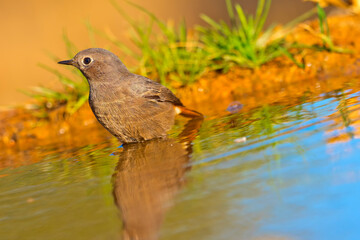 Female Black Redstart, Phoenicurus ochruros, Forest Pond, Mediterranean Forest, Castile and Leon, Spain, Europe