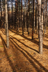 Play of light in the forest of Tsarev Kurgan near the city of Samara