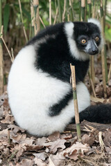 Black And White Ruffed Lemur From Madagascar