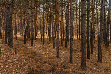 Obraz premium Pine trees in the forest of Tsarev Kurgan near the city of Samara