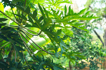 Obraz premium leaves and trunk of papaya plant