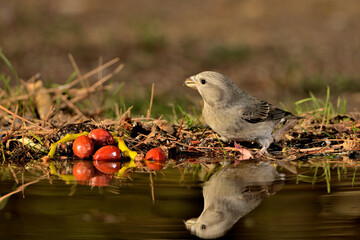 Piquituerto común bebiendo y reflejado en el estanque del parque (Loxia curvirostra) Ojén Málaga...