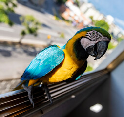 Guacamayas en Caracas

