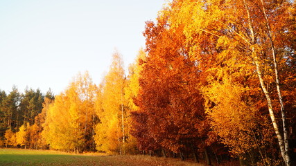sunset in the forest