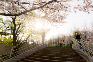 桜のある公園にいる祖父と孫娘