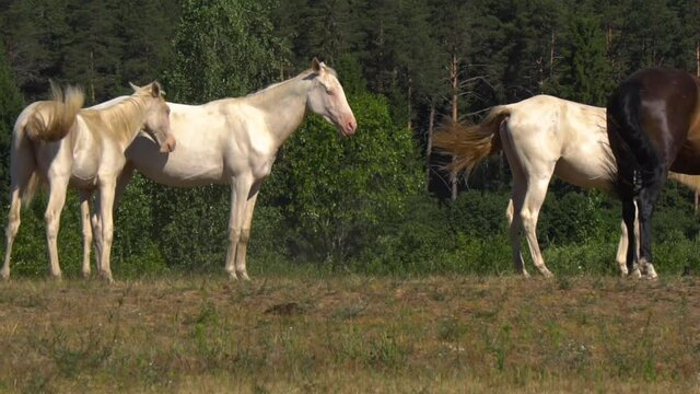 Beautiful akhal-teke horses of a perlino color chilling on a pasture, with their herd
