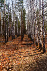 Alley of pine and birch trees on Tsarevo Kurgan near the city of Samara