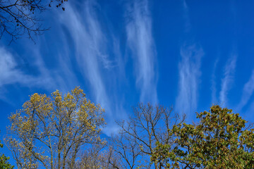 Cirrus clouds over autumn-colored trees