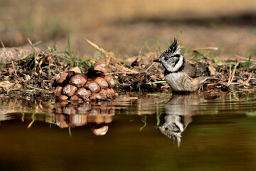 Herrerillo capuchino reflejado en el estanque  (Lophophanes cristatus)