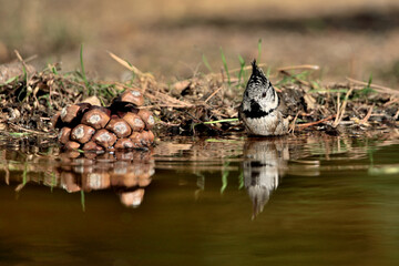 Herrerillo capuchino reflejado en el estanque (Lophophanes cristatus)