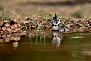 Herrerillo capuchino bañándose y reflejado en el estanque de parque (Lophophanes cristatus) Ojén Málaga España 