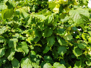 Haselnuß Corylus avellana
