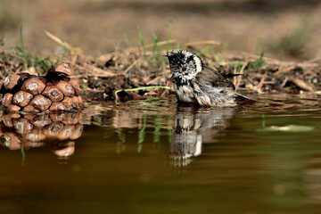 Herrerillo capuchino bañándose en el estanque (Lophophanes cristatus)
