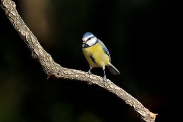 herrerillo común  (Cyanistes caeruleus)