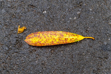 October autumn background single colorful leaf red orange yellow fall foliage on wet asphalt texture ground