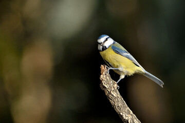 herrerillo común  (Cyanistes caeruleus)