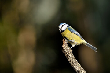 Fototapeta premium herrerillo común posado en una rama diagonal con fondo verde claro (Cyanistes caeruleus) Ojén Málaga España 