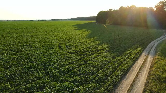 Green field with young soybeans. Warm summer evening on farm